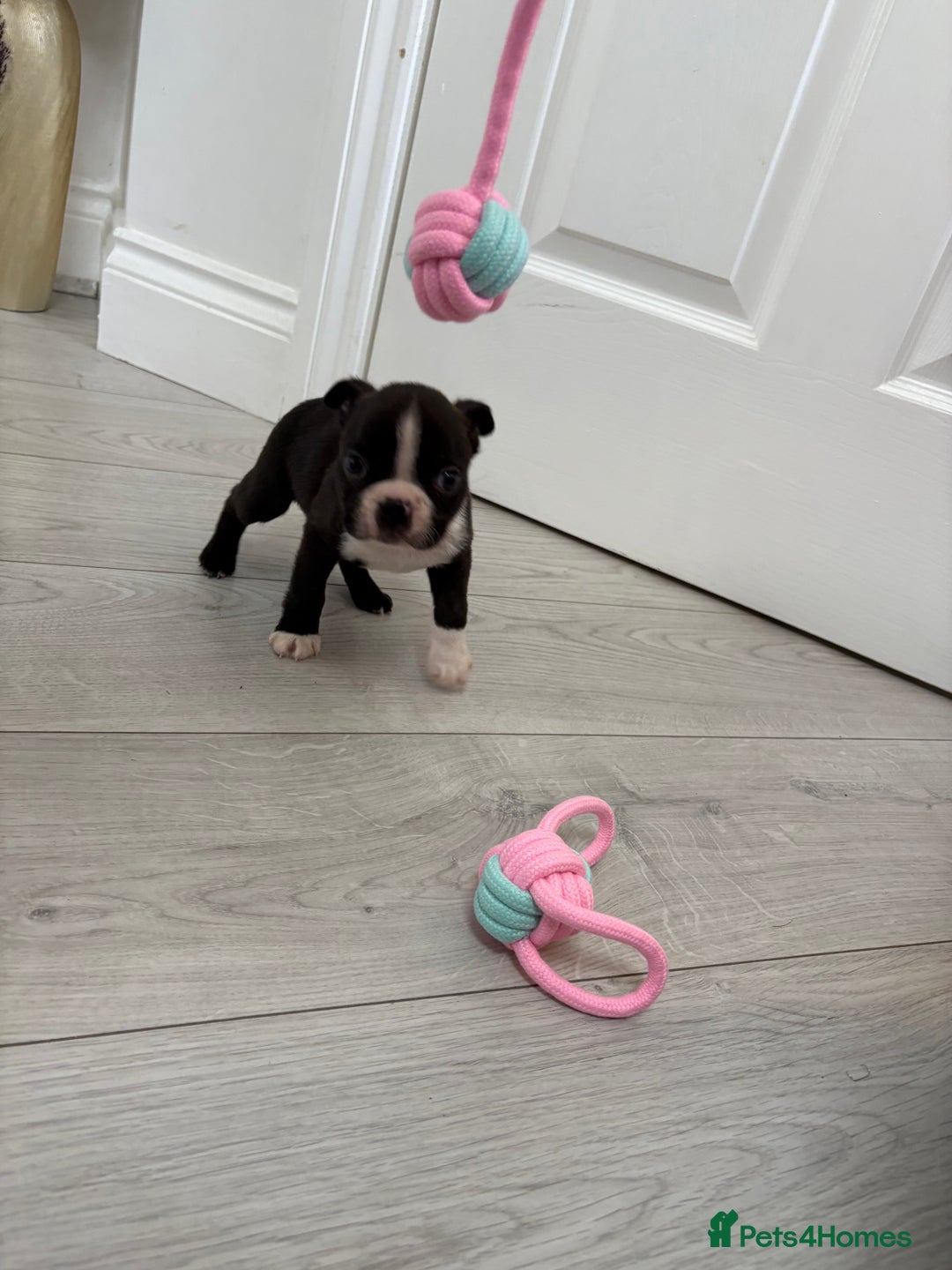 Boston Terrier dogs for sale:  🩷OUR LAST GORGEOUS K.C. BOSTON TERRIER PUPPIES - Image 3