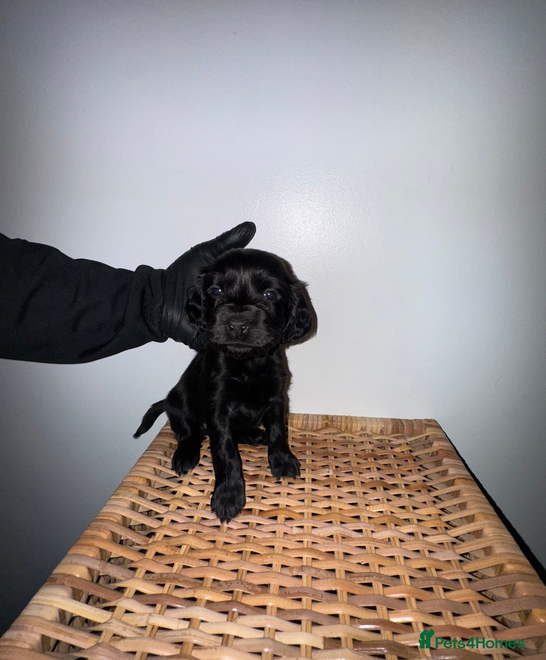 Cocker Spaniel dogs for sale: Show cocker spaniel puppy’s 5 weeks old  - Advert 6