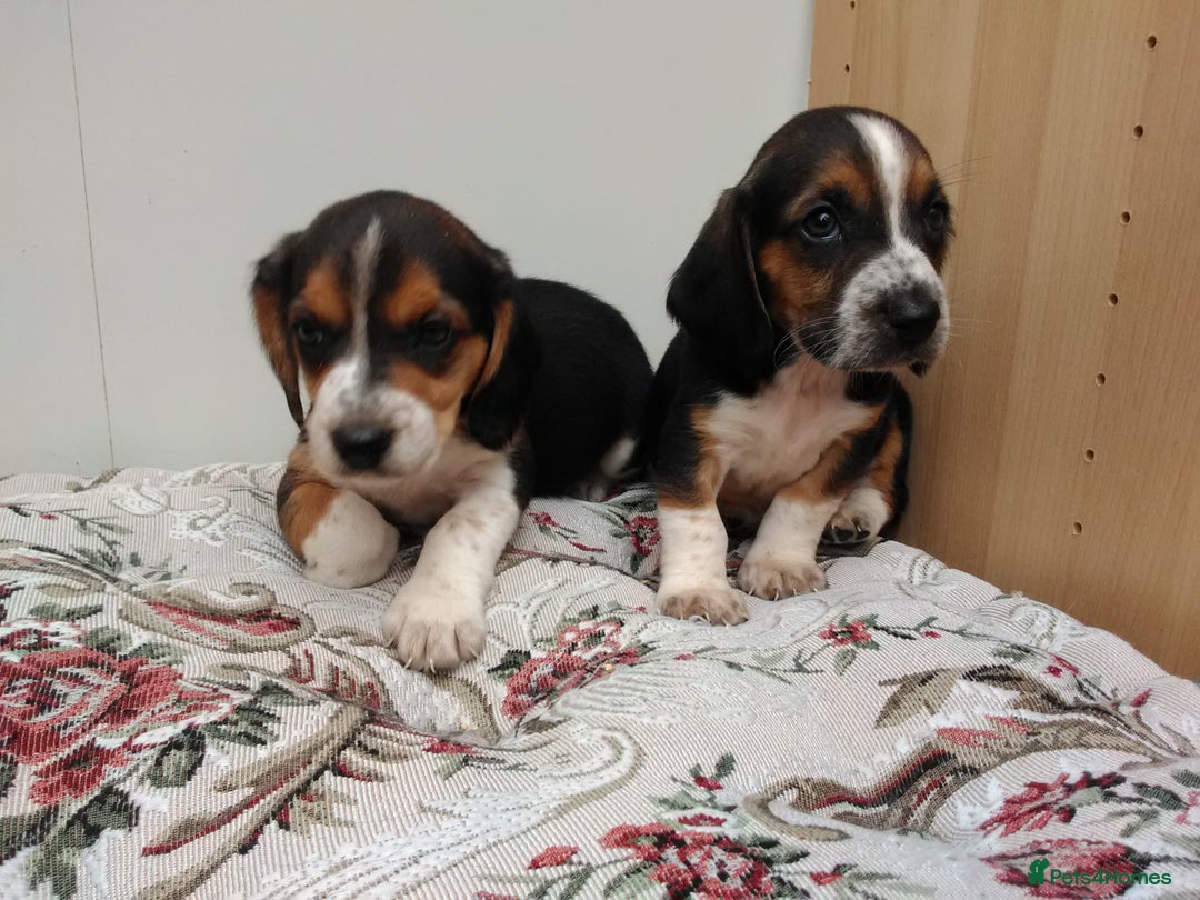 Basset Hound dogs for sale: Basset hound pups  - Image 7