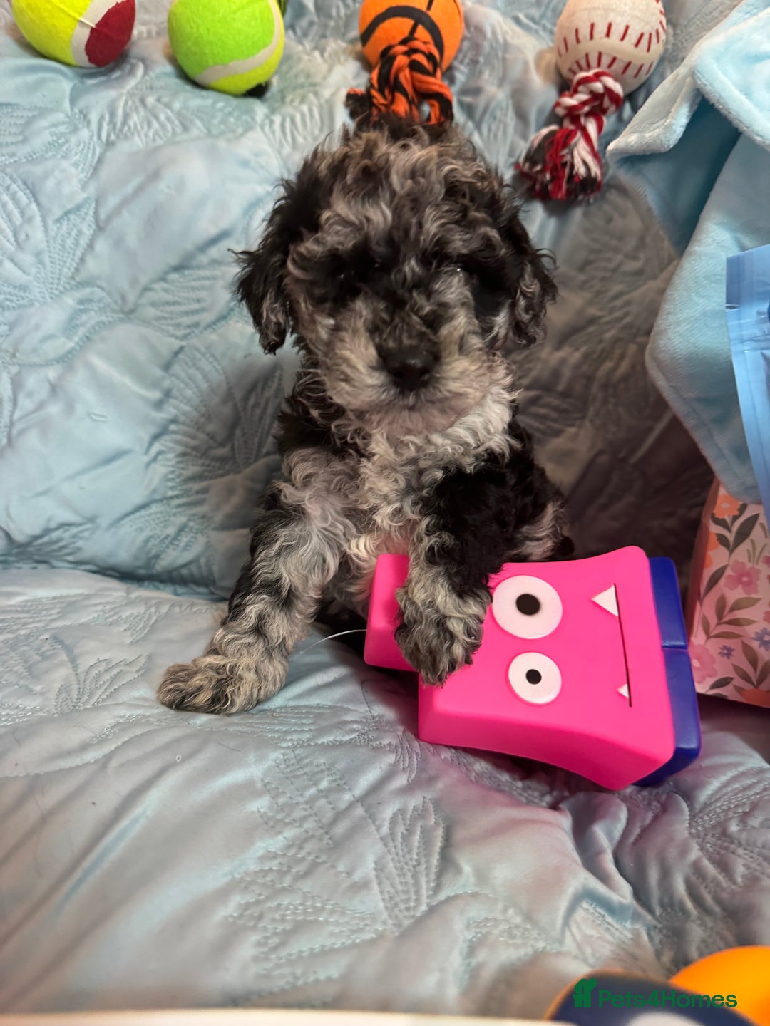 Cockapoo dogs for sale: Cockapoo puppies  - Advert 4