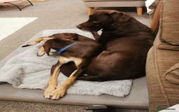 Mixed Breed dogs for adoption: Todd- chocolate pudding - Image 3
