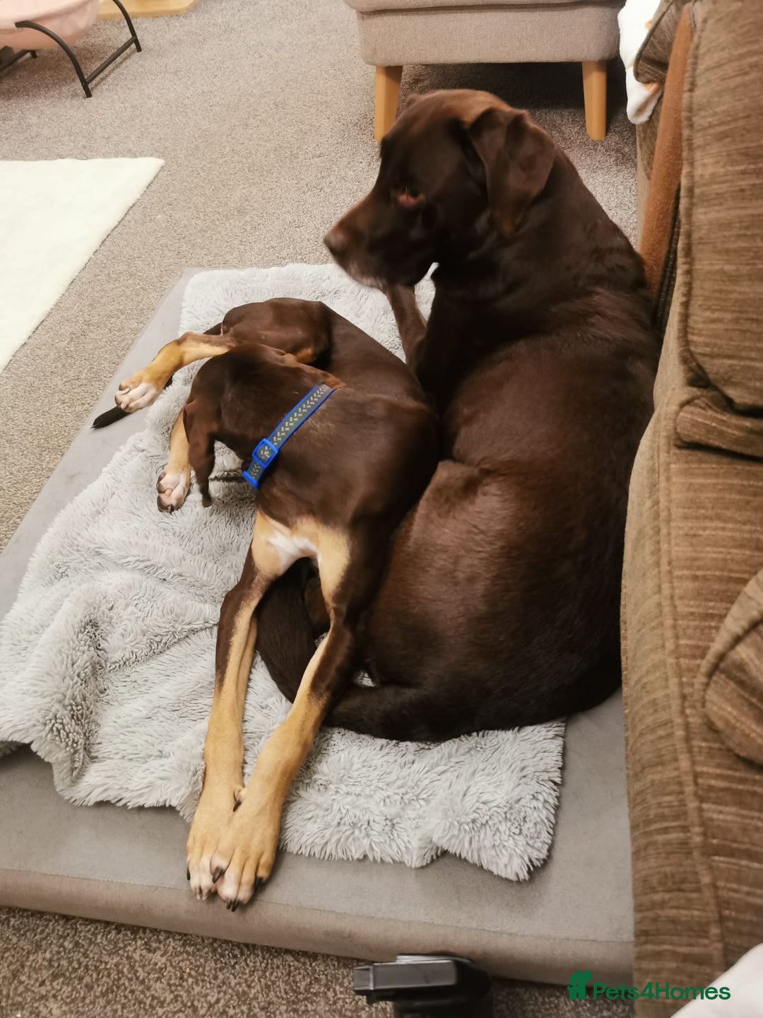 Mixed Breed dogs for adoption: Todd- chocolate pudding - Image 3