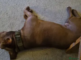 Mixed Breed dogs Staffie mix - Advert 2