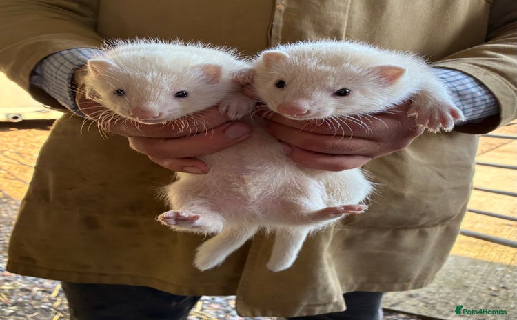 Ferret rodents - Advert 11