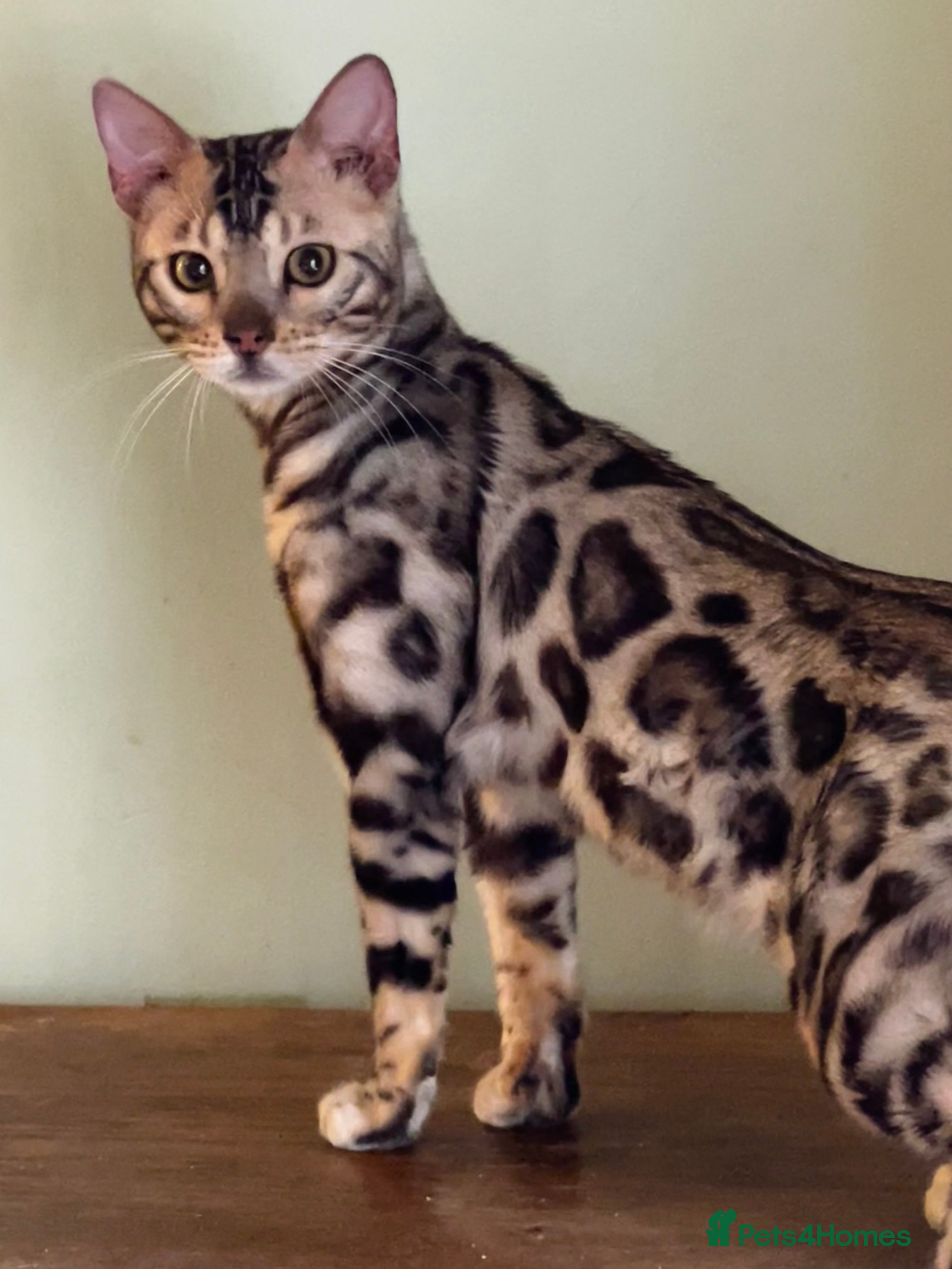Bengal cats Stunning Silver Rosetted Male Bengal Kitten - Advert 2