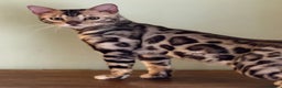 Bengal cats for sale: Stunning Silver Rosetted Male Bengal Kitten - Advert 1