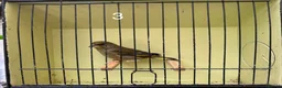 Finches birds for sale: Mutation greenfinches - Advert 3