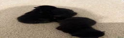 Domestic Shorthair cats for sale: 3 kittens - Advert 10