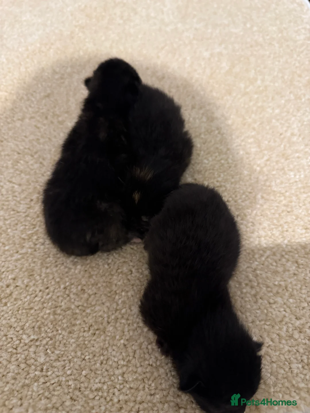 Domestic Shorthair cats for sale: 3 kittens - Advert 10