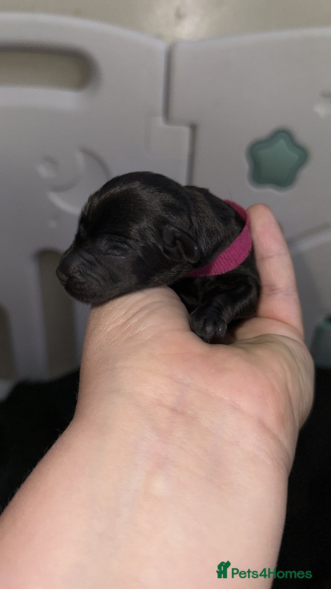 Labrador Retriever dogs for sale: Labrador Puppies  - Image 7