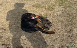 Cocker Spaniel dogs for sale: Rare cocker spaniels - Image 1