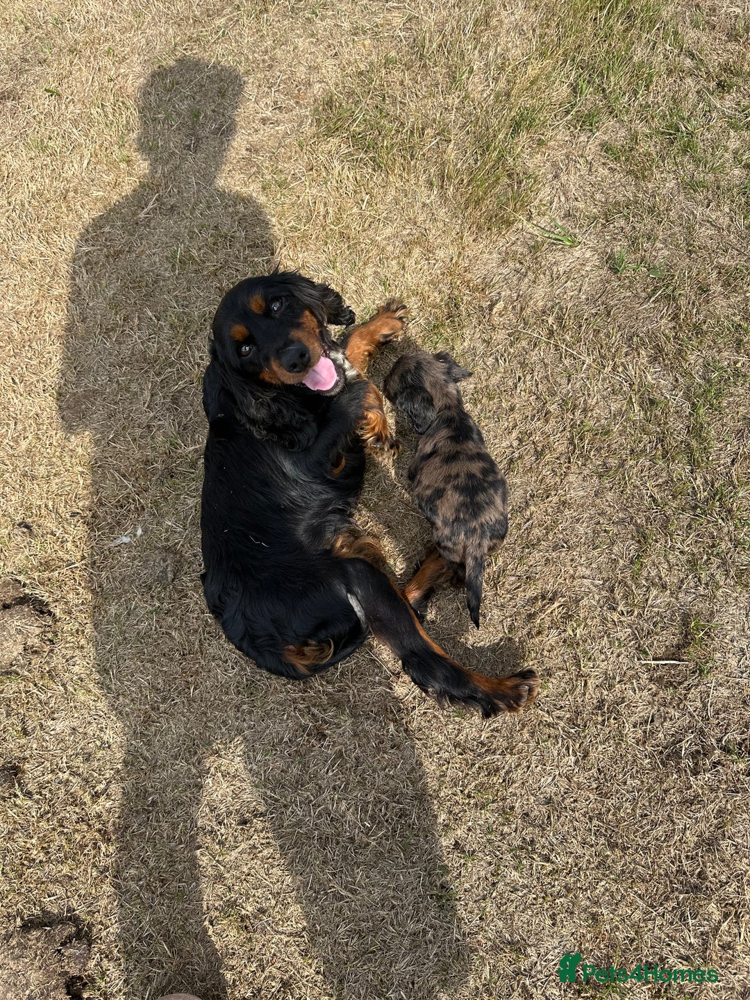 Cocker Spaniel dogs for sale: Rare cocker spaniels - Image 1
