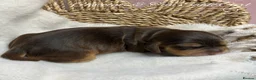 Cocker Spaniel dogs for sale: 🤍 KC Show Cocker Spaniels 🤍 - Advert 6