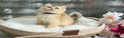British Shorthair cats for sale: 💛Premium golden chinchilla bsh kittens 💛 - Advert 22