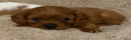 Cavalier King Charles Spaniel dogs for sale: Kc registered health clear King Charles cavaliers - Advert 10