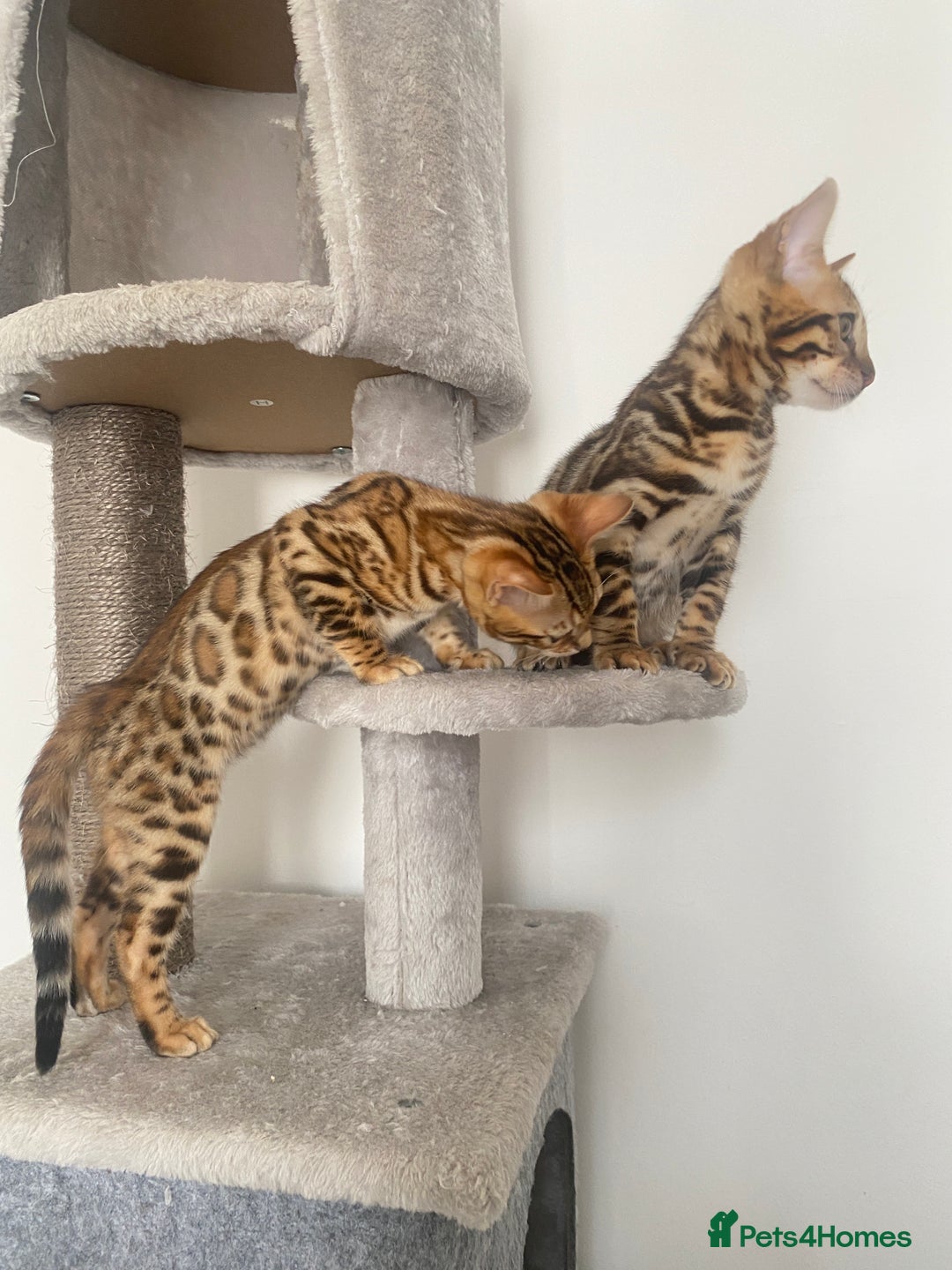 Bengal cats for sale: TICA register.ONLY 2 BOYS 🙀😺LEFT !!! in Northampton - Image 28