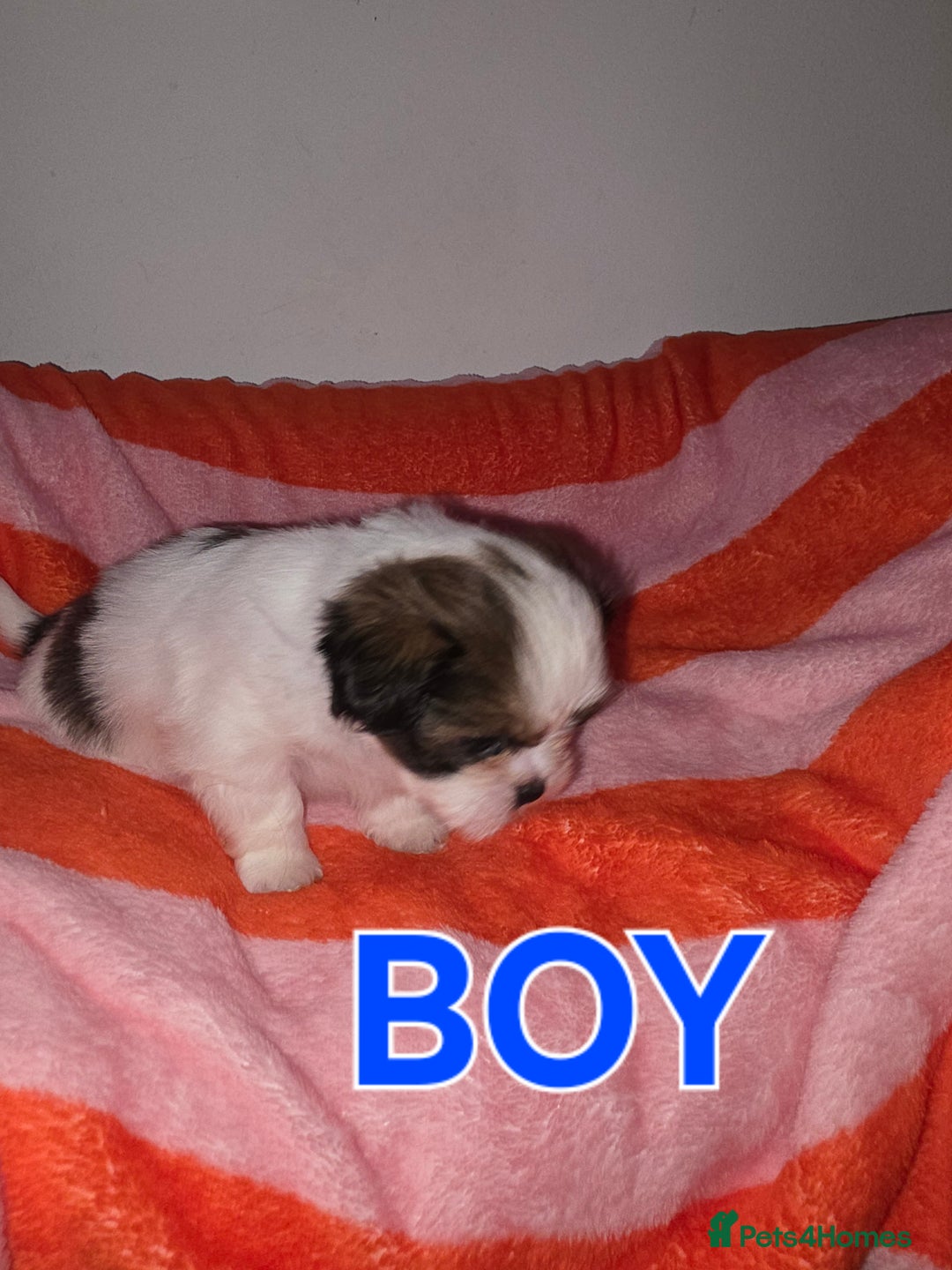 Shih Tzu dogs for sale: Shih tzu  - Image 8