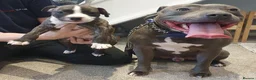 Staffordshire Bull Terrier dogs for stud: Blue fully healthy tested. Limited time only  - Advert 5