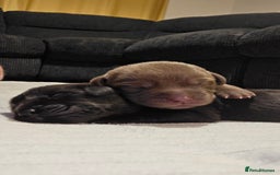 Labrador Retriever dogs for sale: Beautiful pedigree labrador puppies  - Image 29
