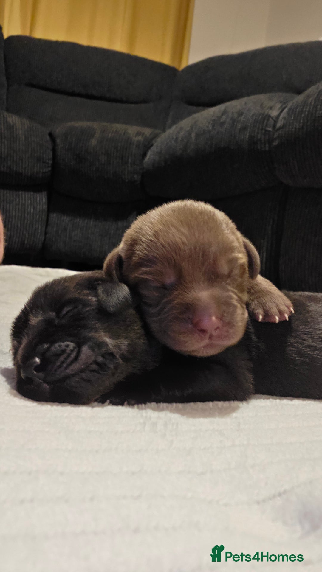 Labrador Retriever dogs for sale: Beautiful pedigree labrador puppies  - Image 29