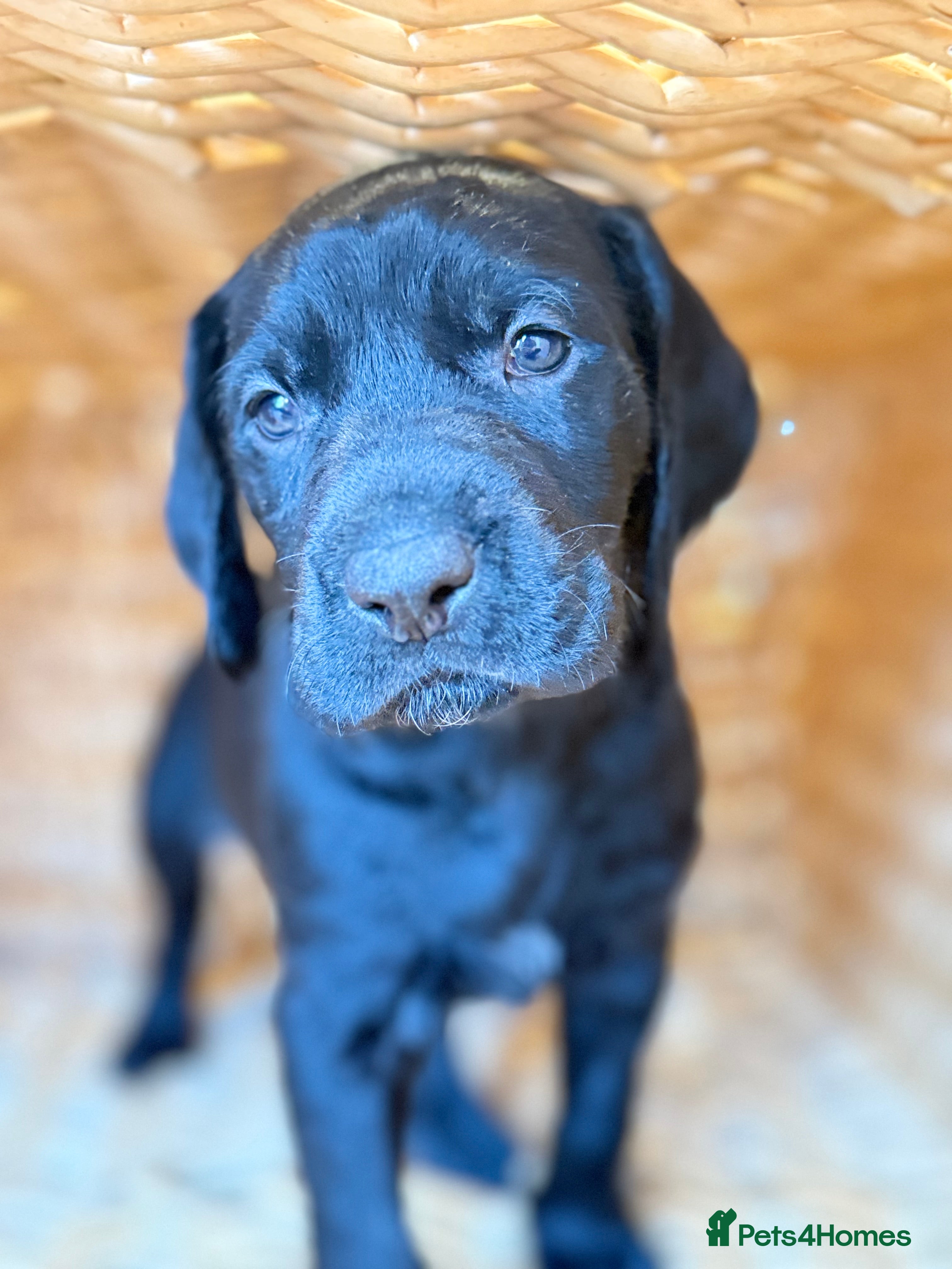 Mixed Breed dogs Pointervizsladoos -Stunning litter  - Advert 2