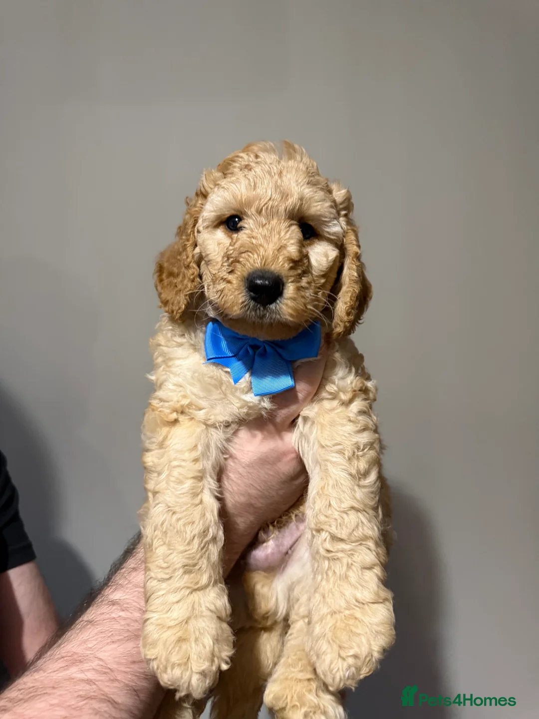 Labradoodle dogs for sale: Exceptional F1BB Labradoodle Puppies - Home Raised - Advert 34