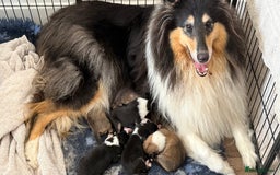 Rough Collie dogs for sale: KC Reg Unaffected Rough Collie Puppies - Image 3