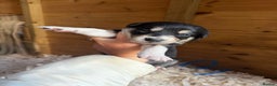 Mixed Breed dogs for sale: Collie x Saluki Greyhound  - Advert 4