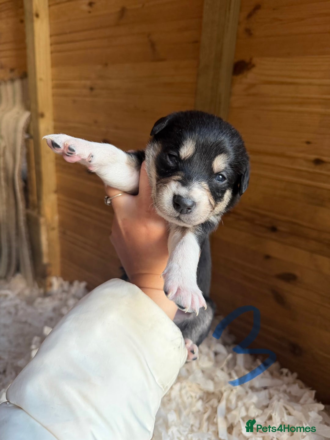 Mixed Breed dogs for sale: Collie x Saluki Greyhound  - Advert 4