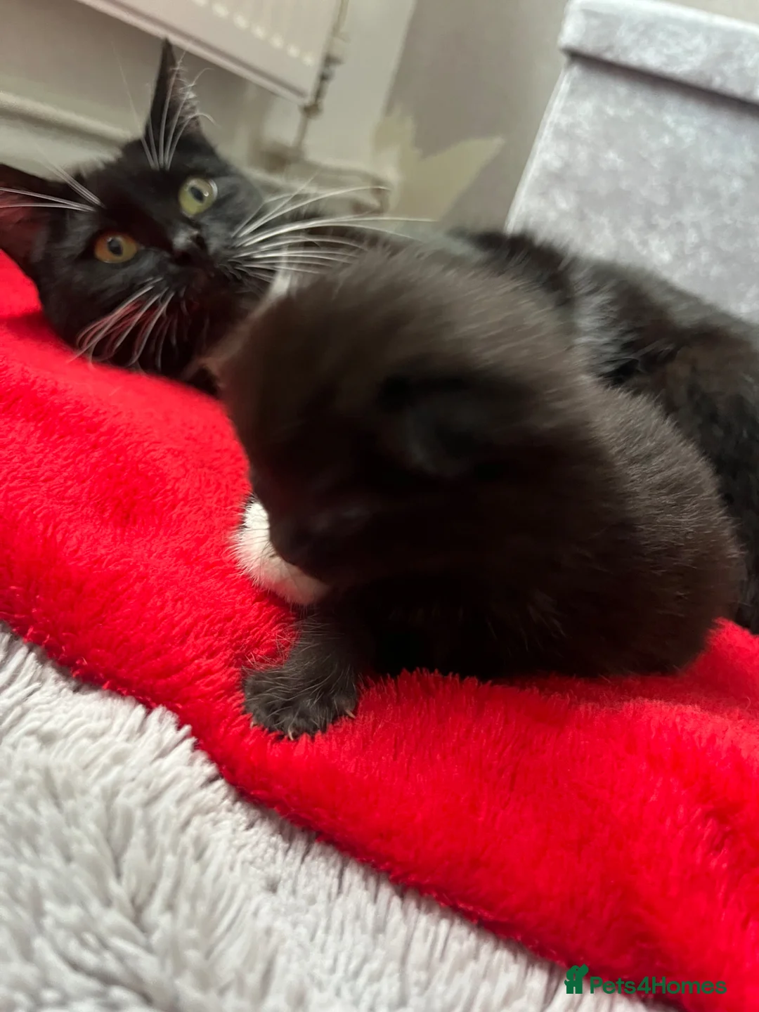 Mixed Breed cats for sale: Kittens half Russian blue  - Advert 26