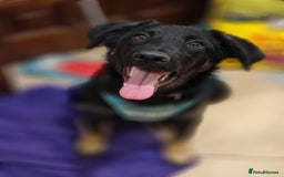 Mixed Breed dogs for adoption: ❤️Hope&Joy — two 7(8) months small sisters❤️ - Advert 26