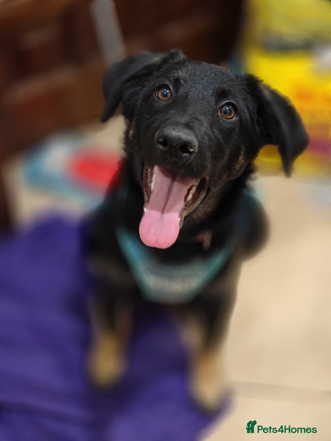 Mixed Breed dogs for adoption: ❤️Hope&Joy — two 7(8) months small sisters❤️ - Advert 26