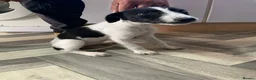 Lurcher dogs for sale: Lurcher puppies - Advert 1