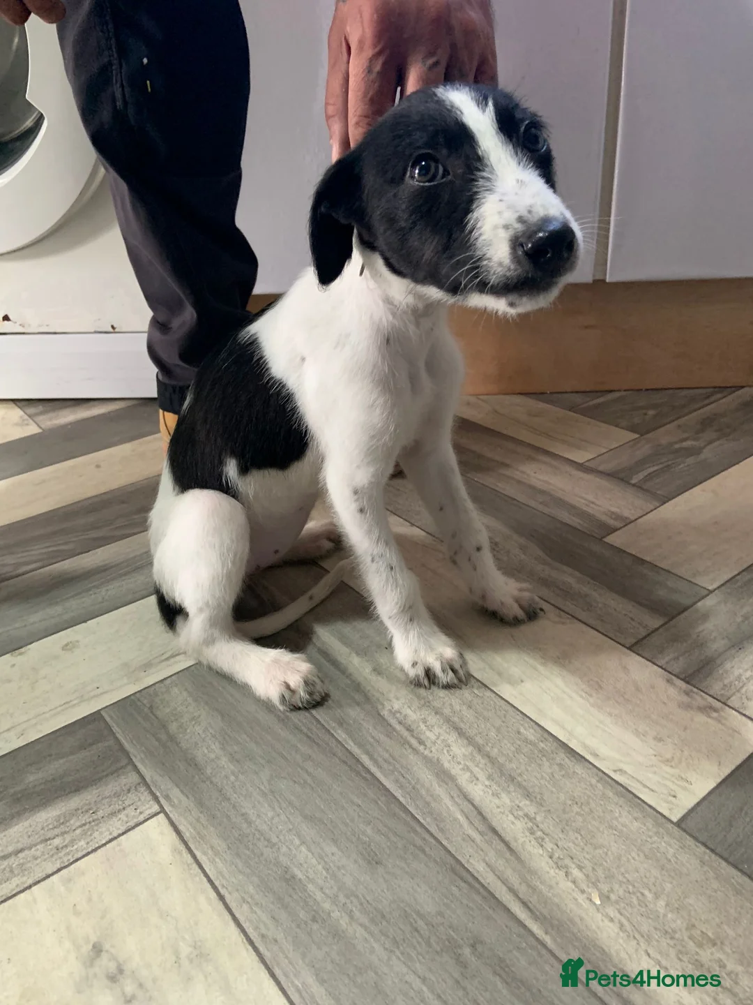 Lurcher dogs for sale: Lurcher puppies - Advert 1