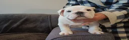 English Bulldog dogs for sale: Bulldog pups  - Advert 4