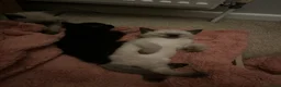 Ragamese cats for sale: 2 girls 1 boy pure bred ragamese kittens. - Advert 4