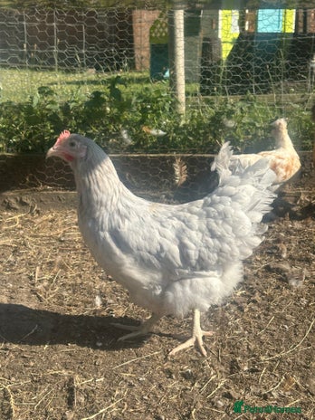 Chickens poultry - Advert 12