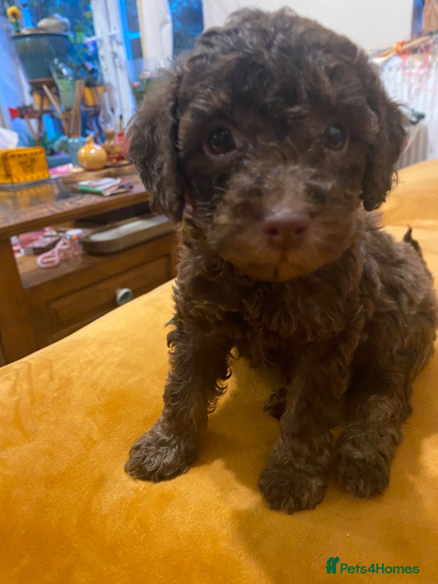 Toy Poodle dogs Beautiful litter of toy poodles  - Advert 2