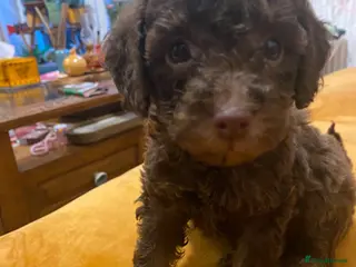 Toy Poodle dogs Beautiful litter of toy poodles - Advert 1
