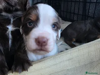 Cocker Spaniel dogs Beautiful cocker spaniels puppies - Advert 16