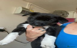 Mixed Breed dogs for sale: Beautiful female pups  - Image 1