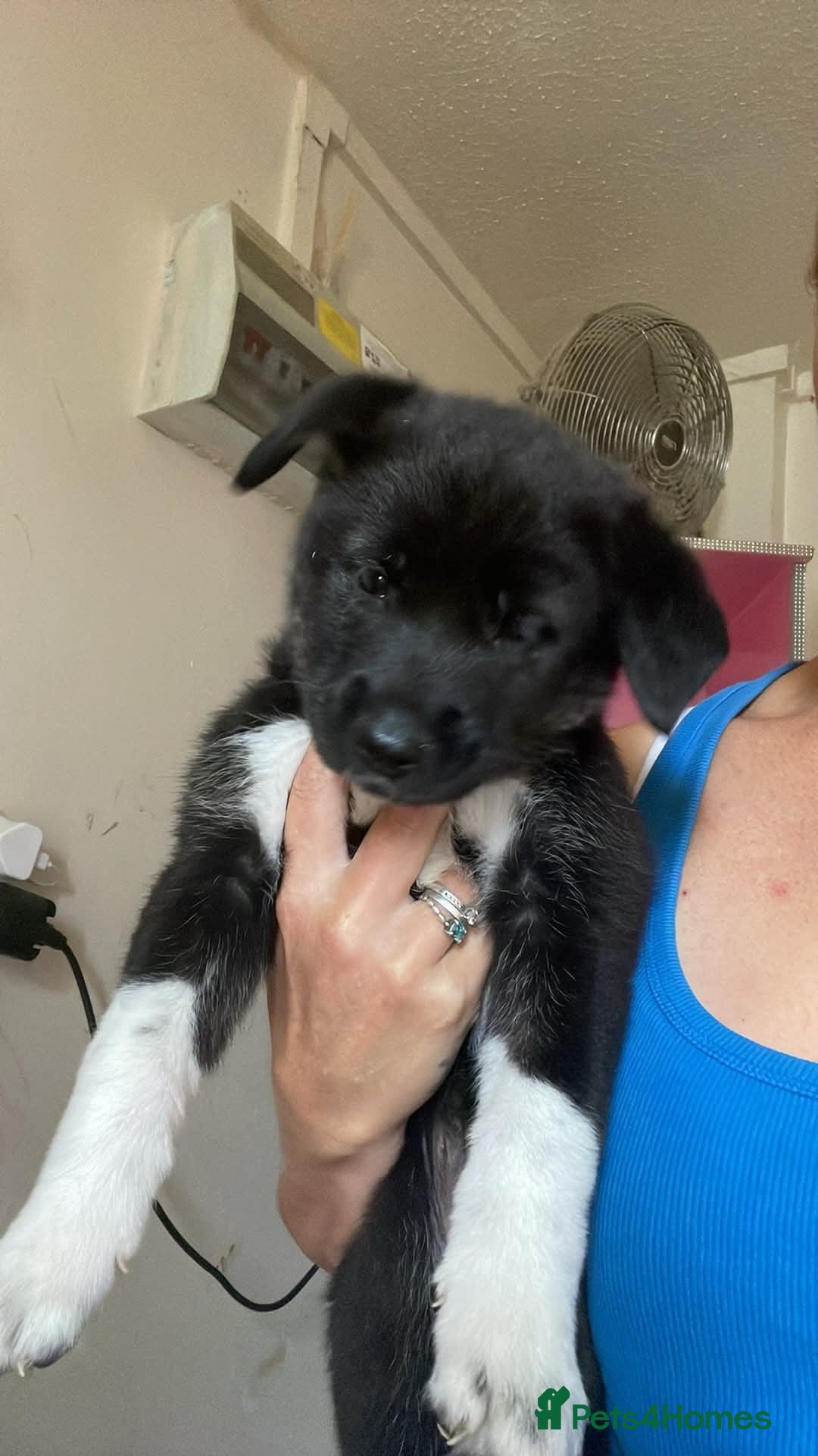 Mixed Breed dogs for sale: Beautiful female pups  - Image 1