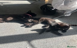 Mixed Breed cats for sale: Beautiful kittens for sale  - Image 2