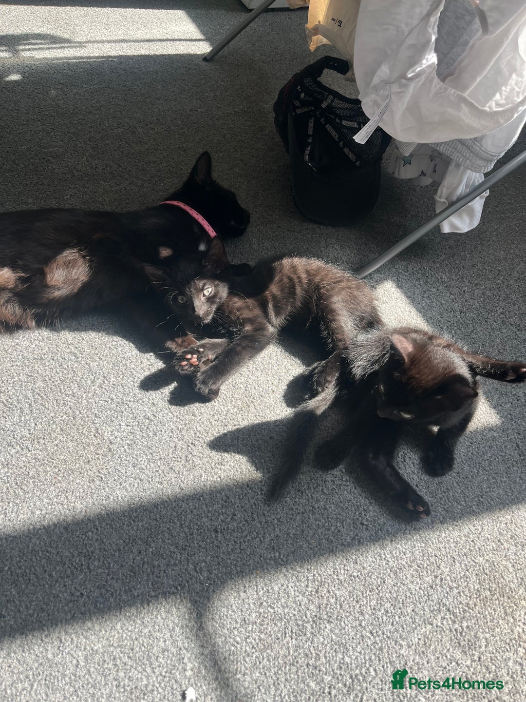 Mixed Breed cats for sale: Beautiful kittens for sale  - Image 2
