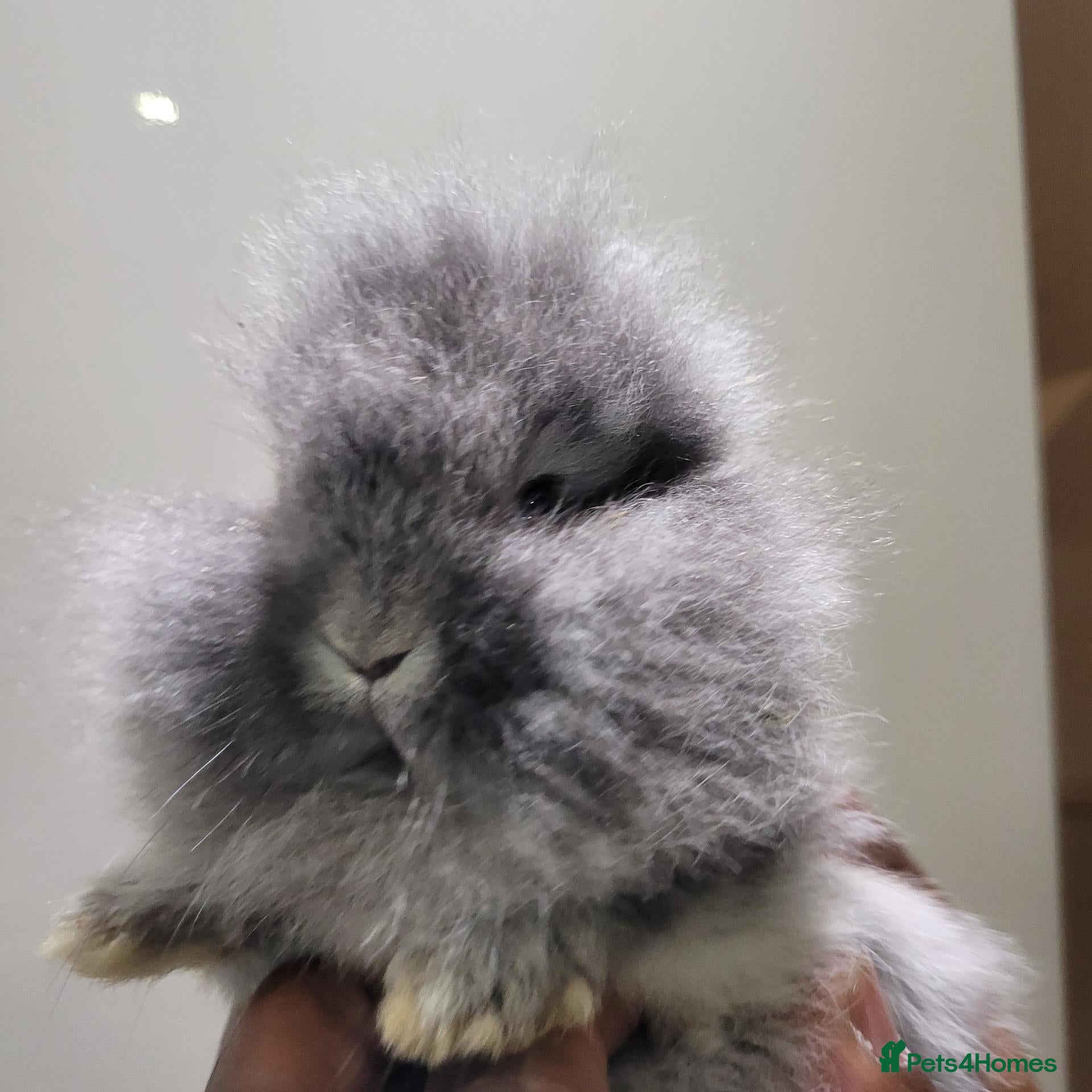 Mini Lop rabbits Mini lop / Netherland Dwarf  - Advert 7