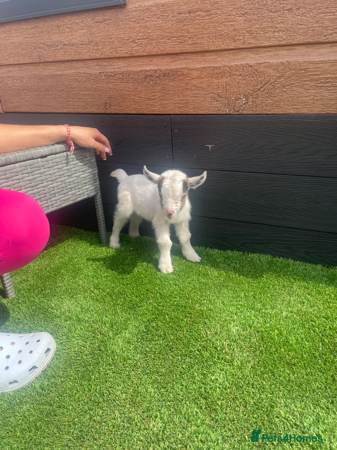 Goats livestock for sale: Pygmy goats - Advert 3