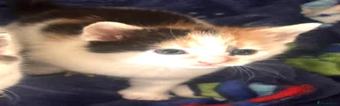 Calico GIRL (the cuddly explorer)