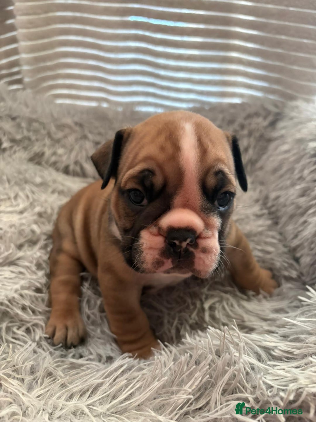 English Bulldog dogs for sale: Kc stunning English bulldog puppies - Advert 7