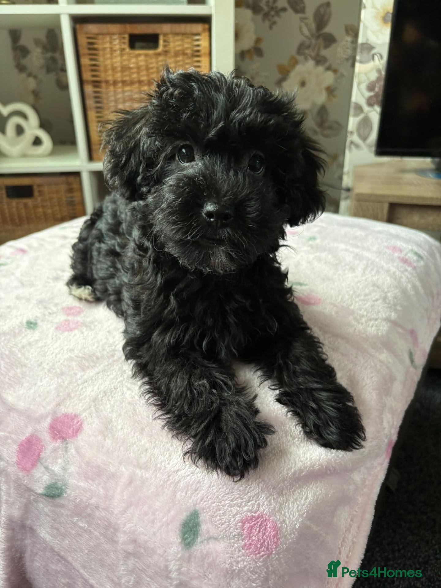 Yorkiepoo dogs Gorgeous YORKIEPOO puppys - Advert 1