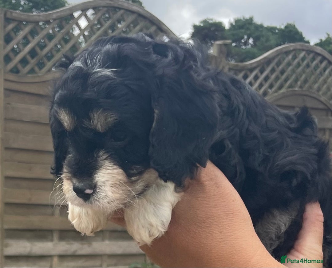 Cavapoo dogs for sale: Stunning Cavapoo puppies  - Image 6